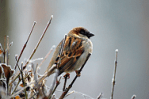 sparrow-bird-animal-nature-86591