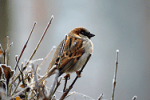 sparrow-bird-animal-nature-86591