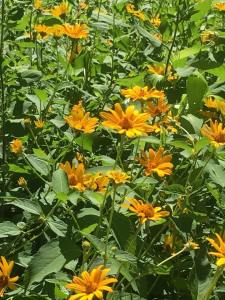 rosinweed native illinois prairie wildflowers